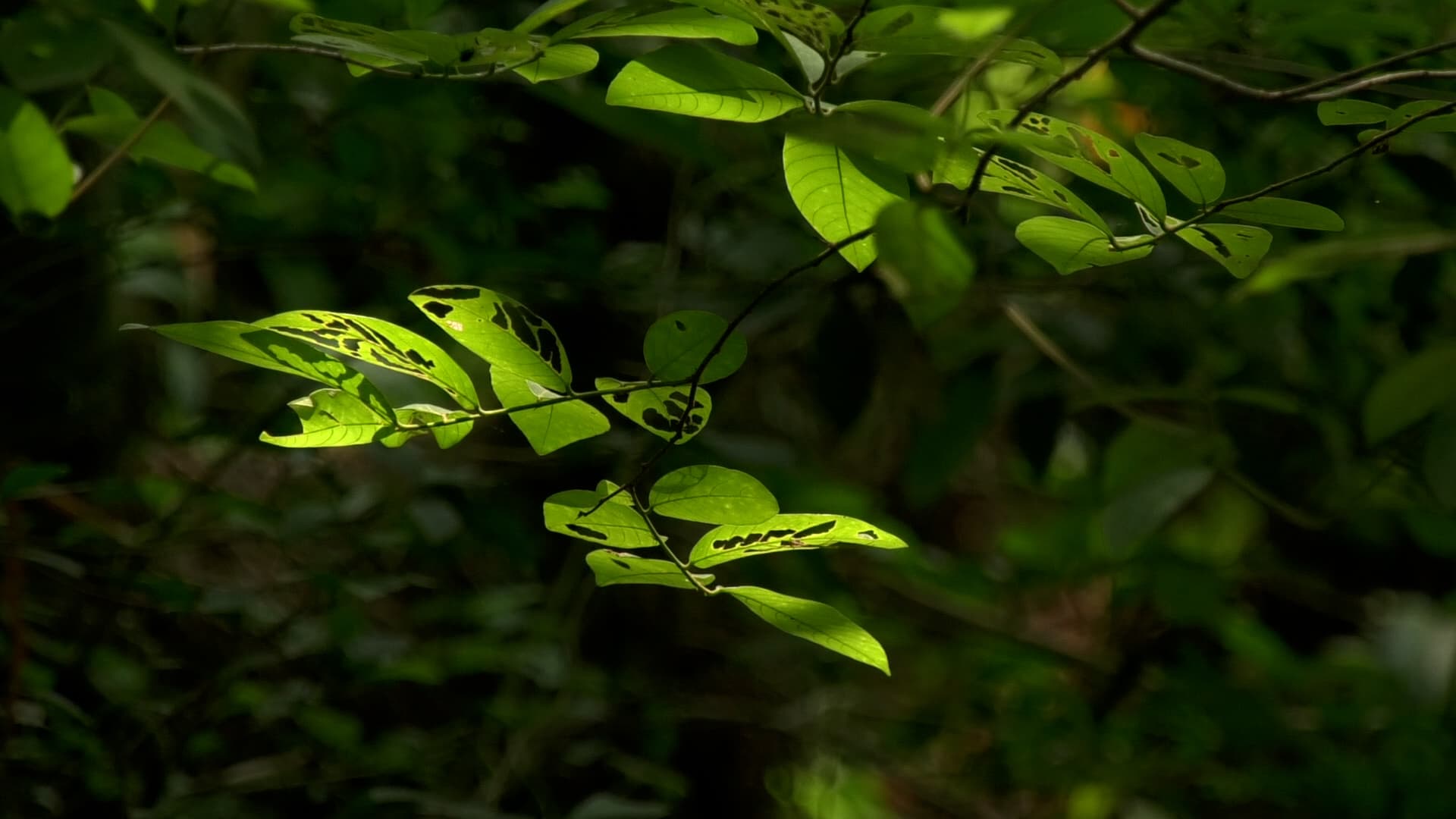 Shades of Green